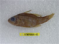 藏品(稻氏天竺鯛)的圖片